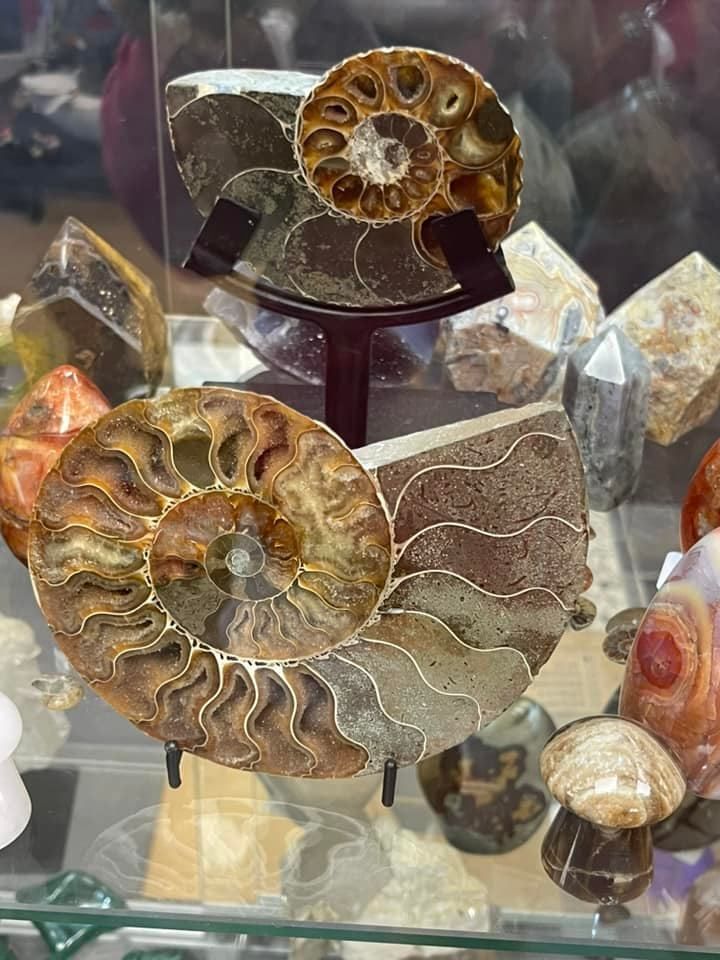 Fossilized ammonite shells displayed in a glass case, showing spiral patterns and iridescent colors.