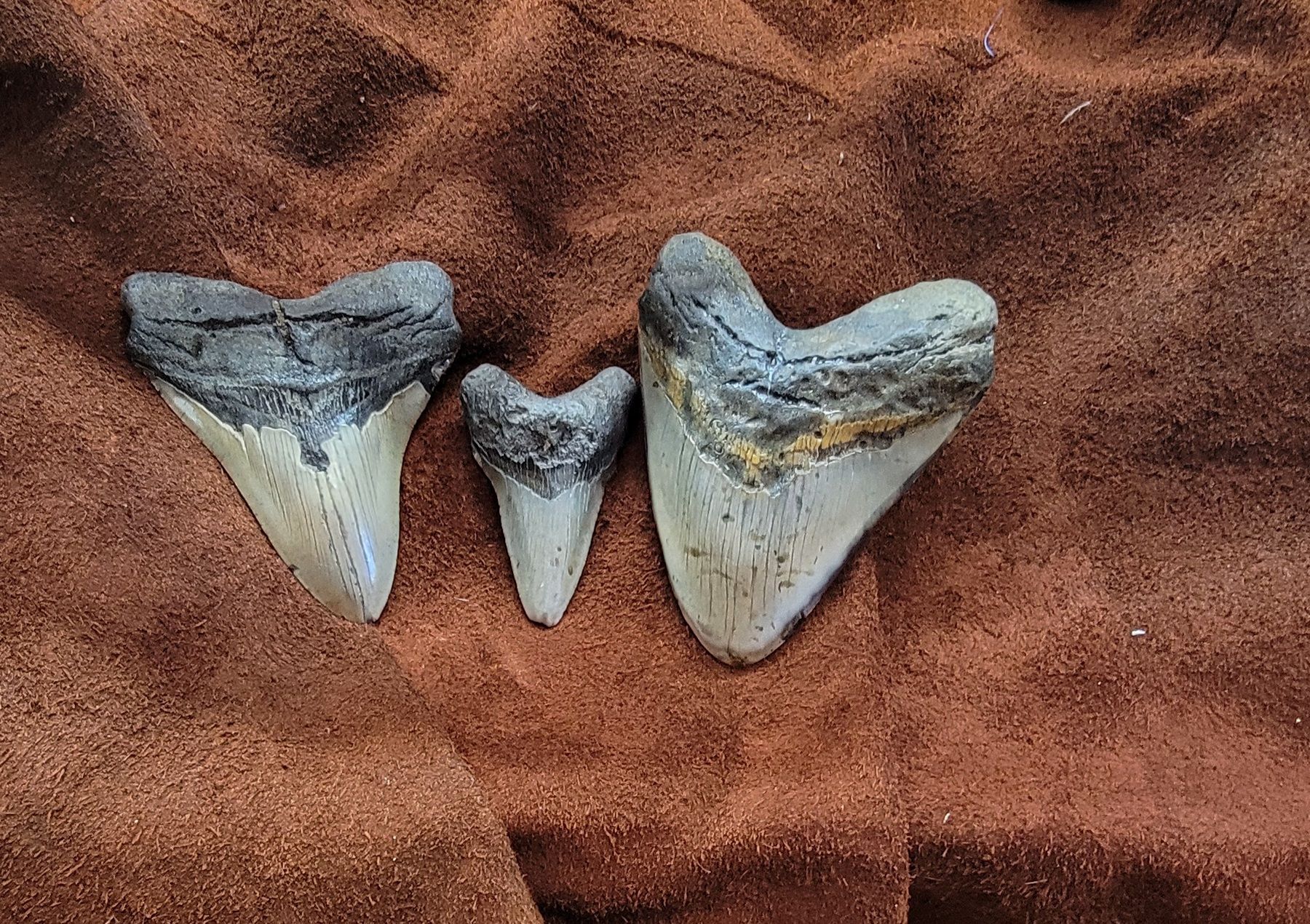 Three fossilized shark teeth on a textured brown surface.
