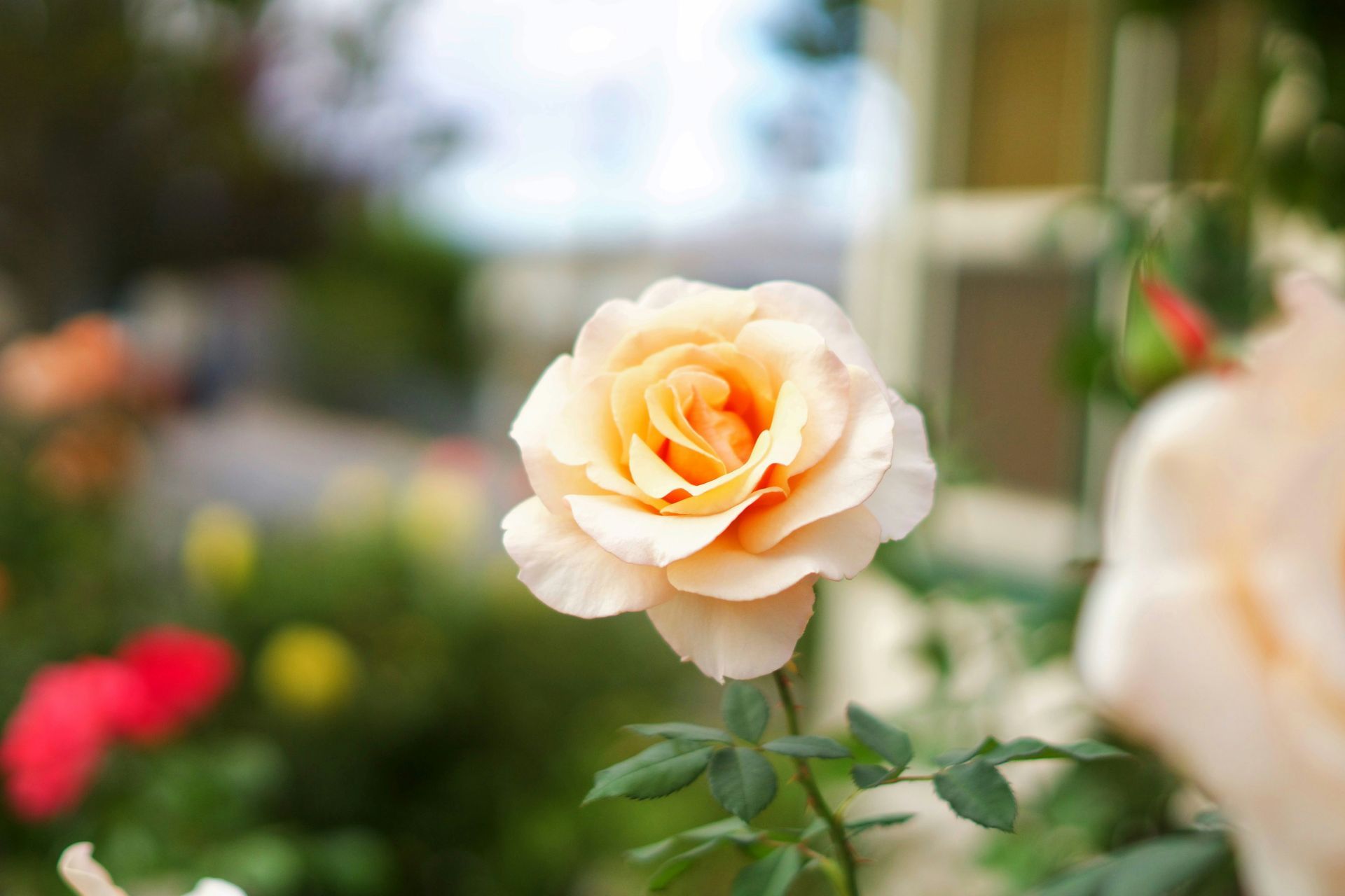 a bunch of white roses are growing on a tree .