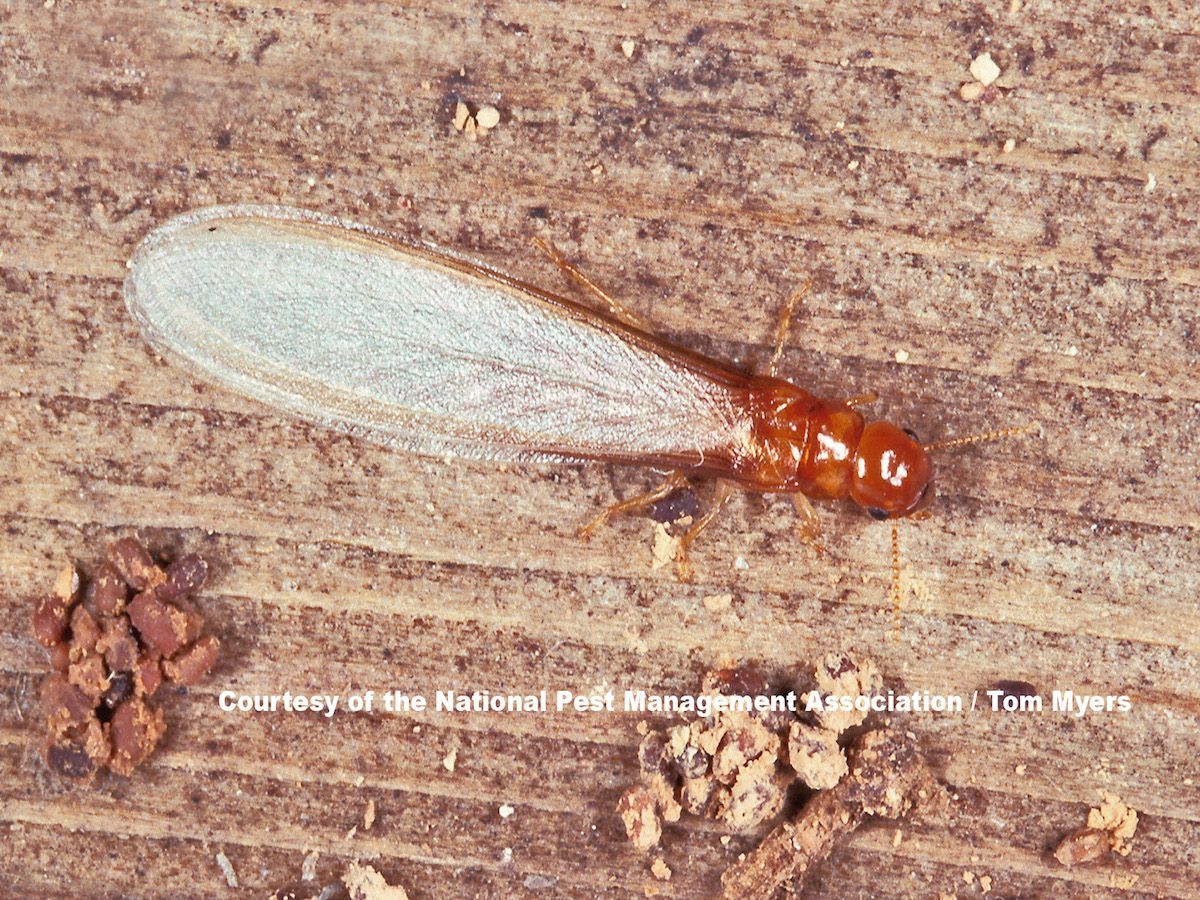 A termite is crawling on a piece of wood.