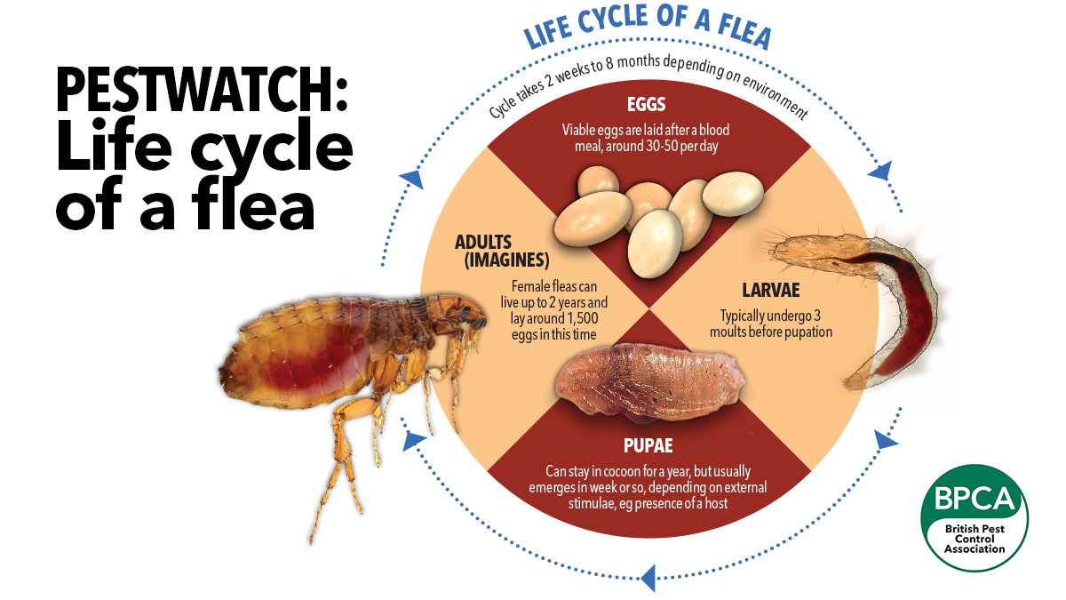 A poster showing the life cycle of a flea