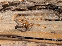 A bunch of termites are crawling on a piece of wood.