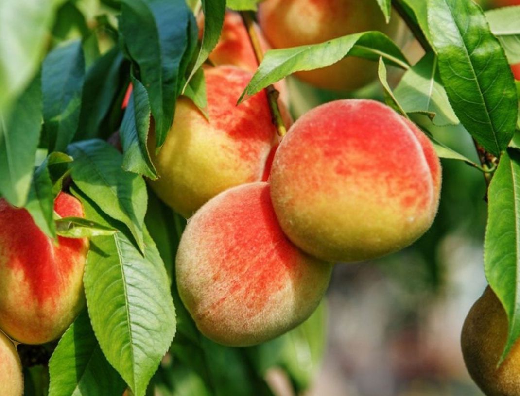 peach fruit on tree