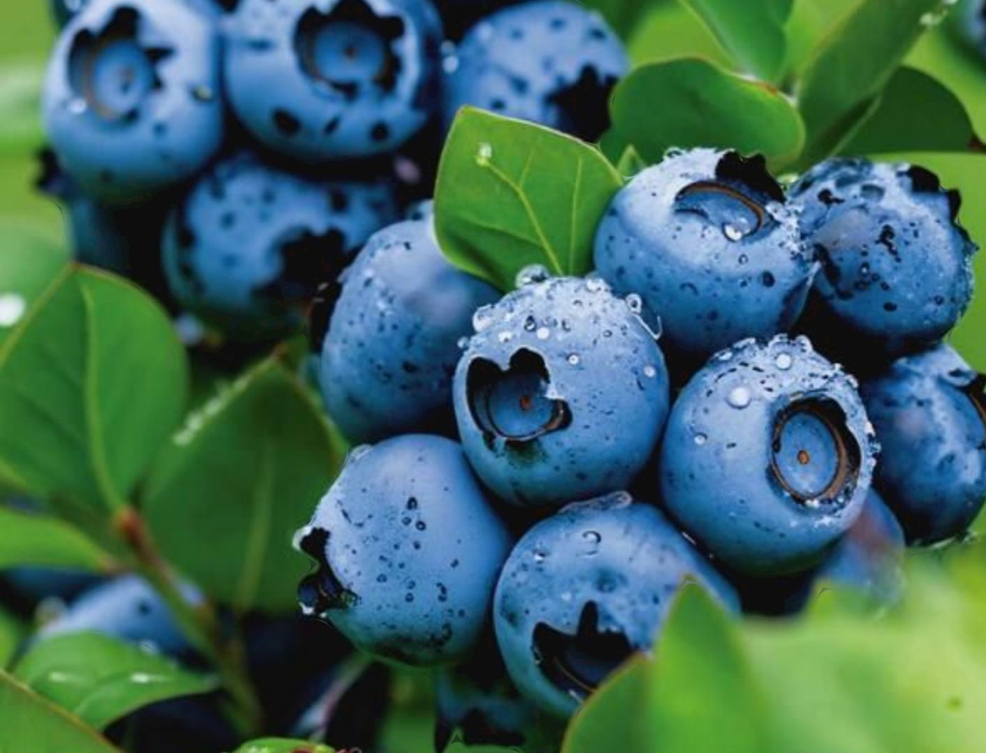 Blueberry fruit wine