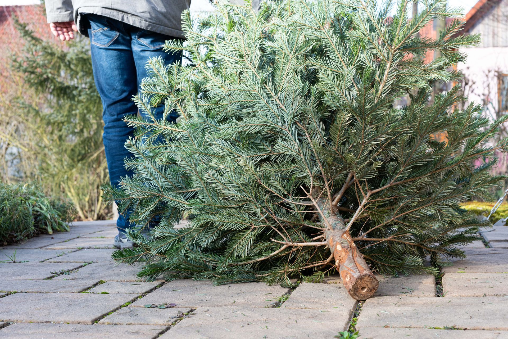 Person holding a discarded Christmas tree on a brick surface.
