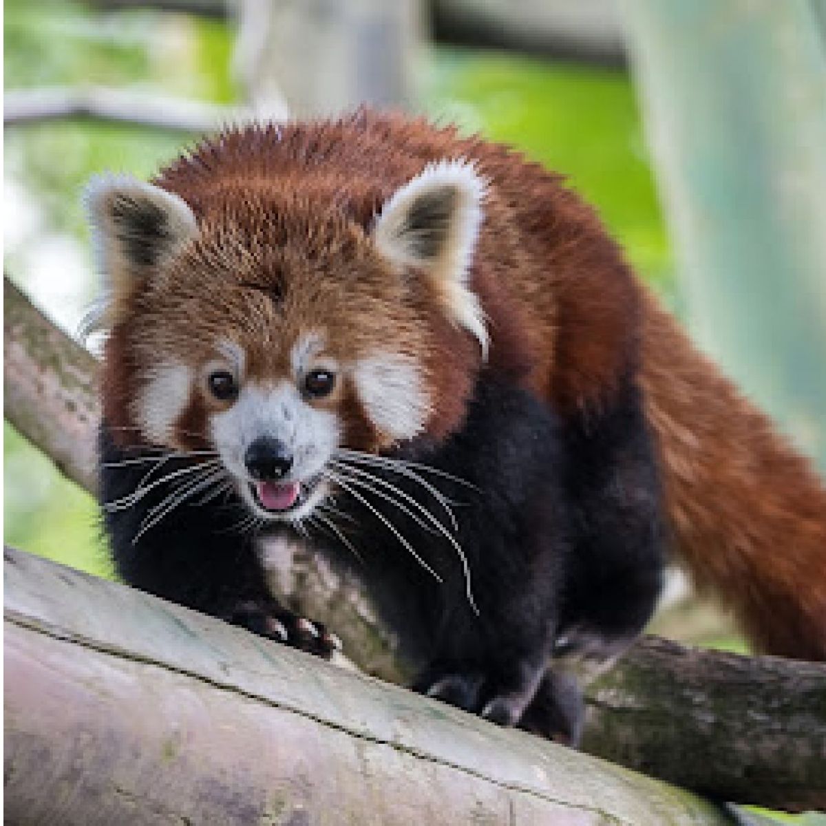 Picture of a red panda