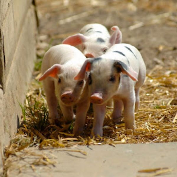 Picture of some Pigletts