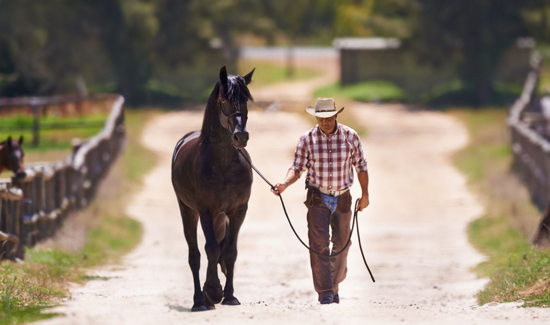 Custom Equine Consultation Plans Canyon