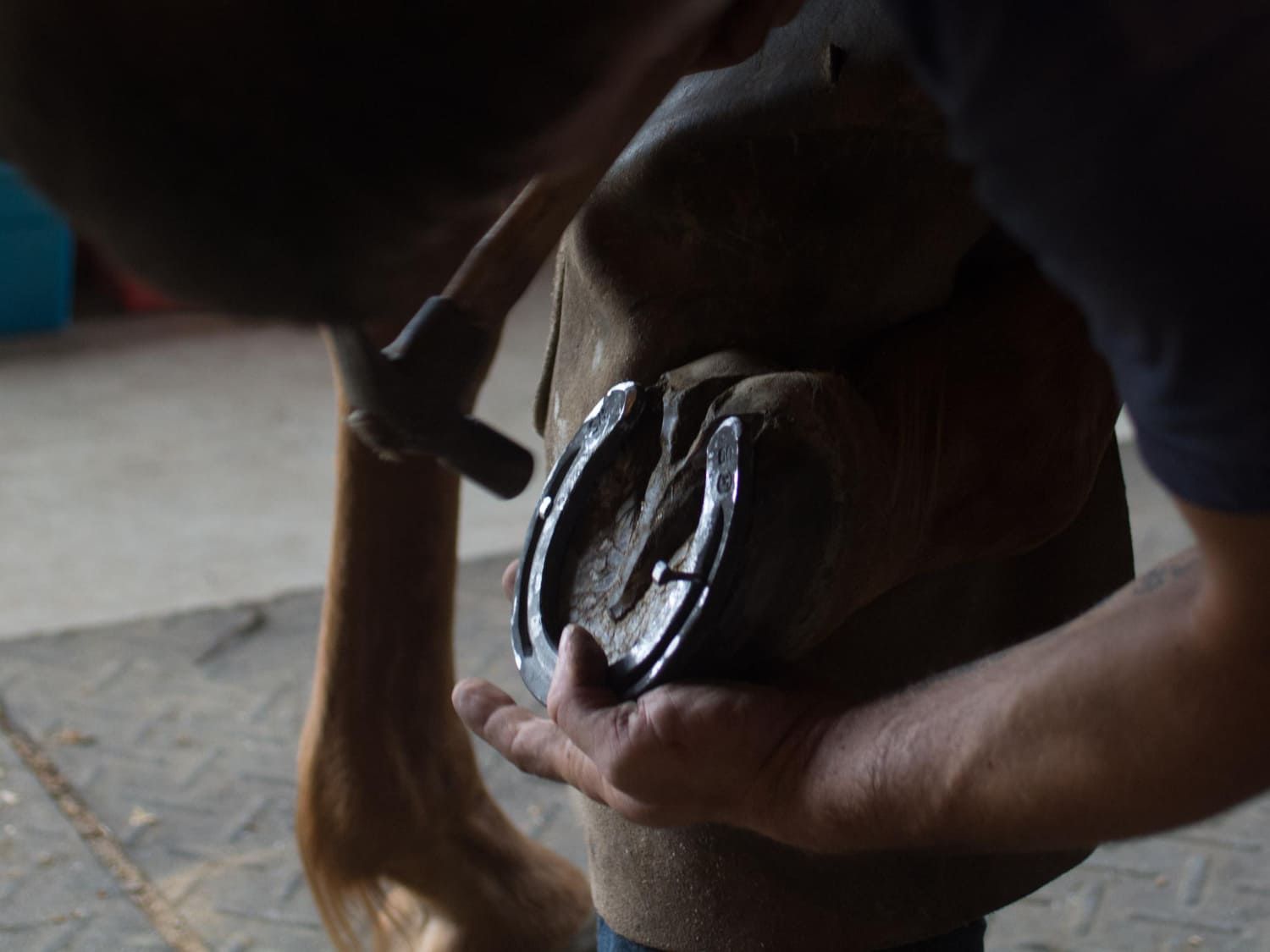 Expert Therapeutic Horseshoeing Canyon County