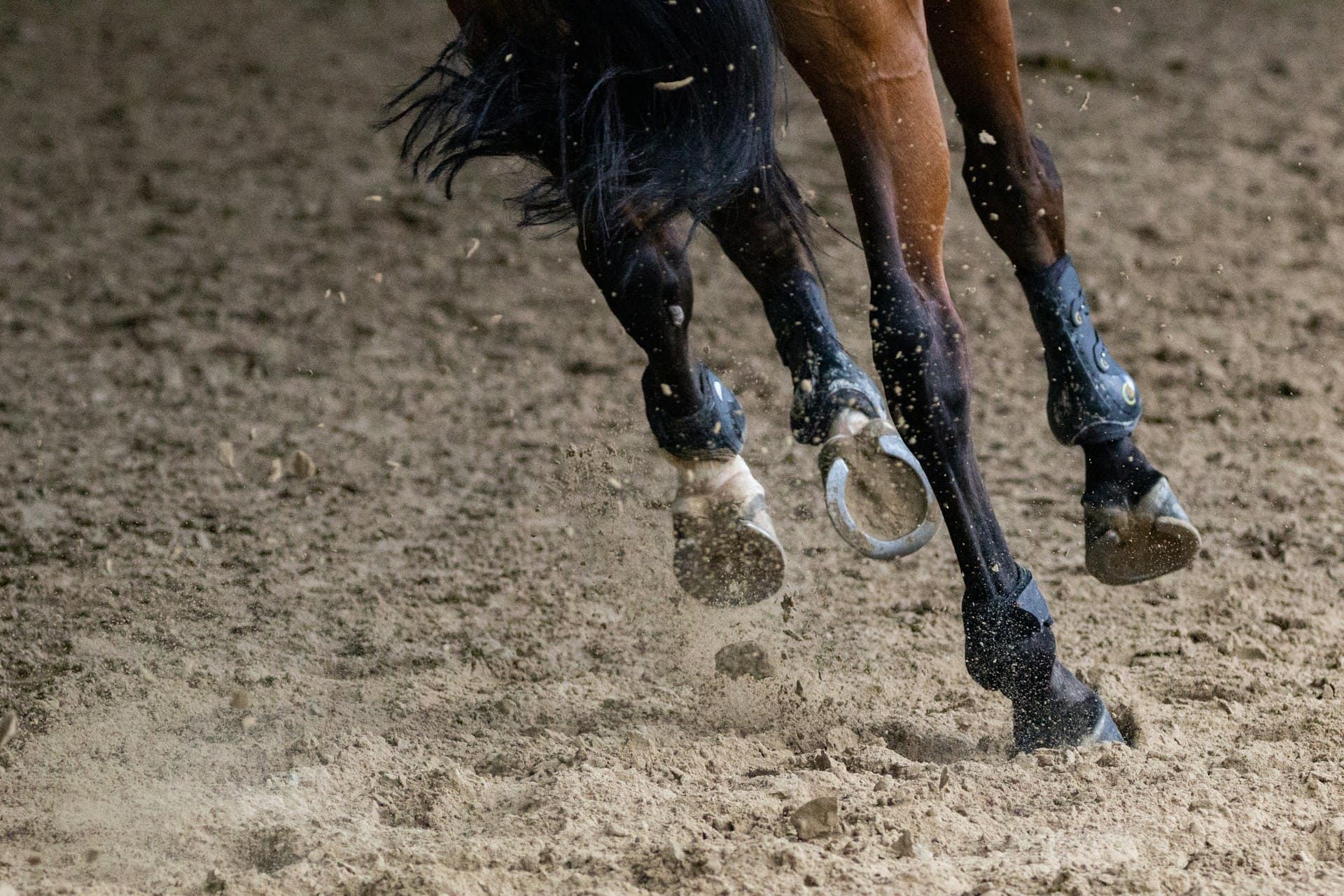 Elite Performance Horseshoeing for Horses