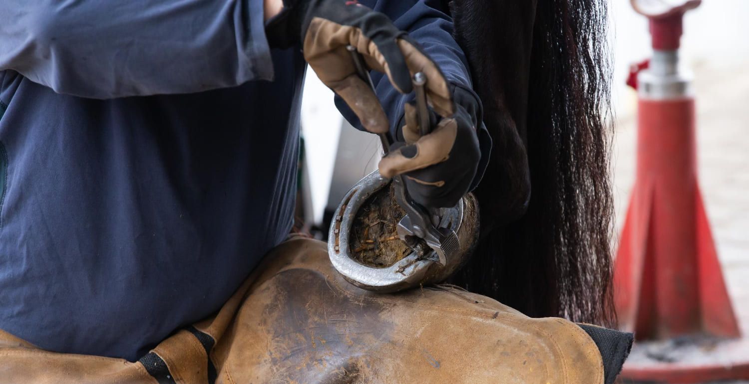 Emergency Hoof Repair Services Idaho