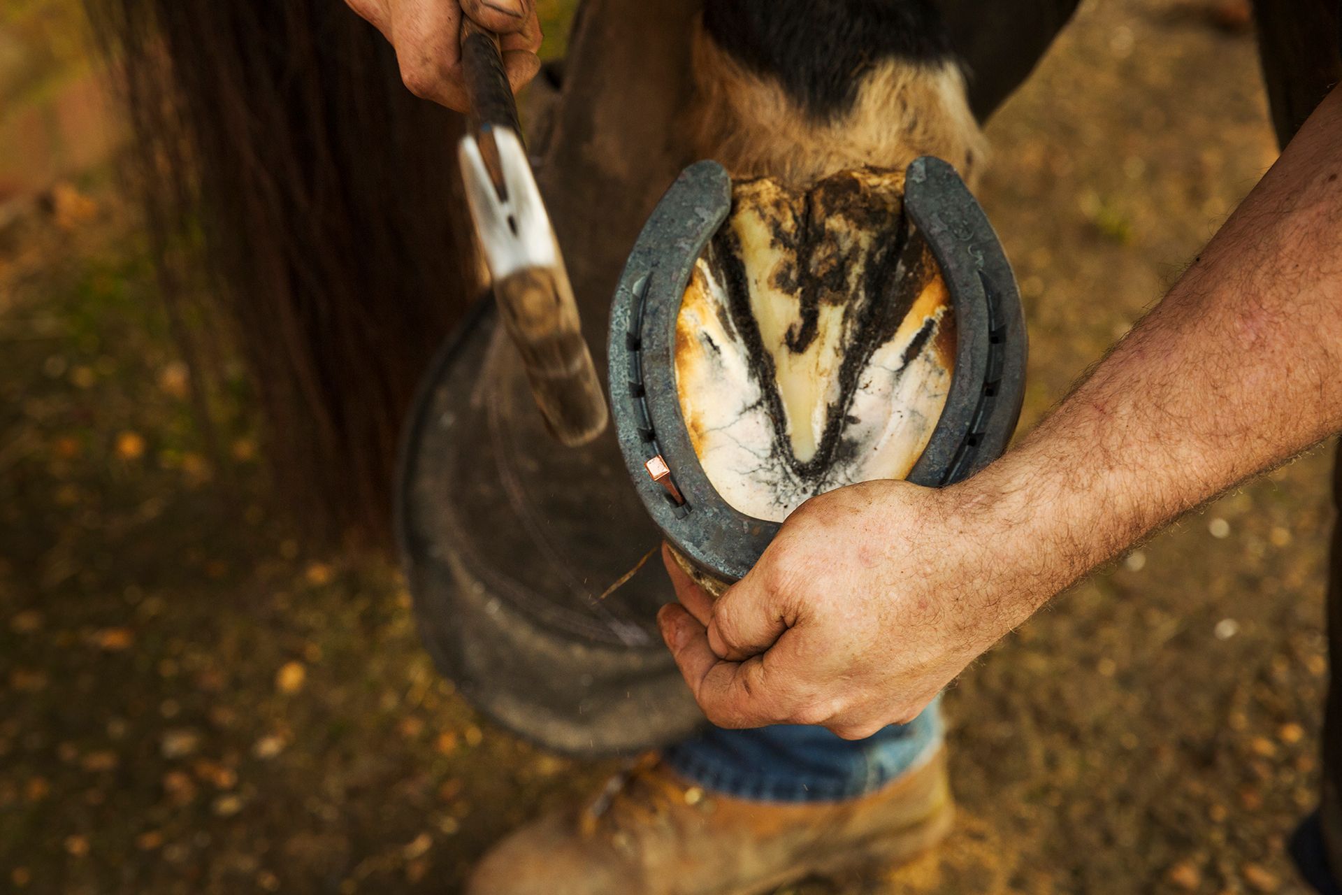 Affordable Performance Horseshoeing Services