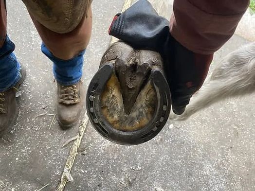 Corrective Horseshoeing Professionals Ada County