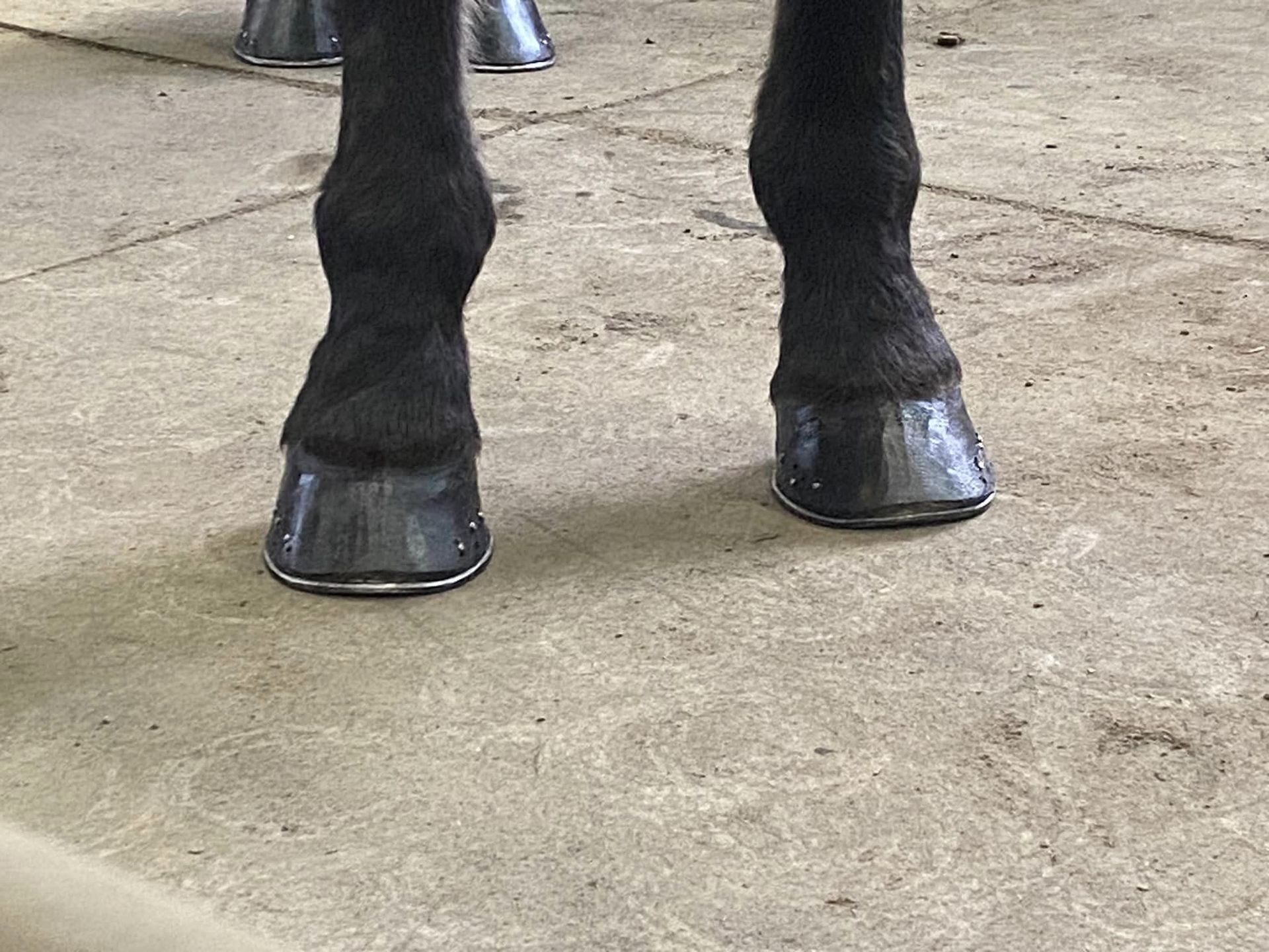 Professional Hoof Trimming Services