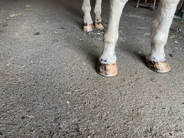 Professional Hoof Trimming Services