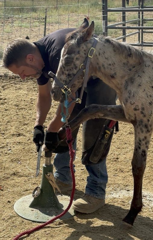 Expert Equine Health Consultations