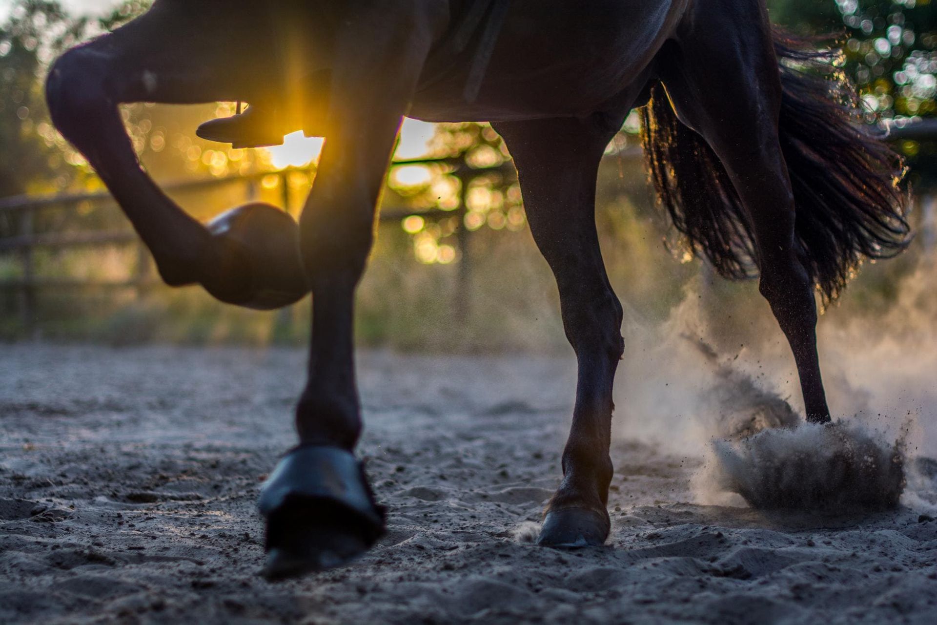 Therapeutic Horseshoeing Providers Idaho