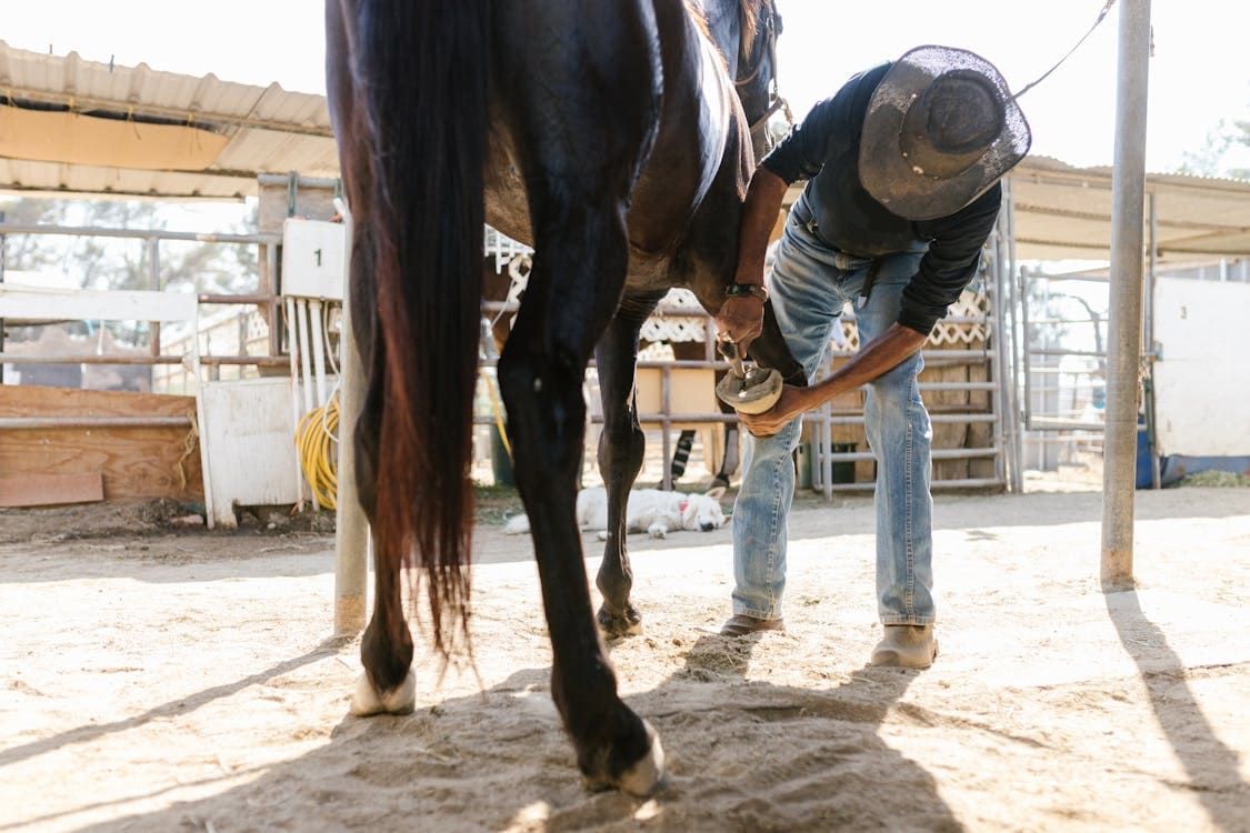 Therapeutic Horseshoeing for Injury Recovery