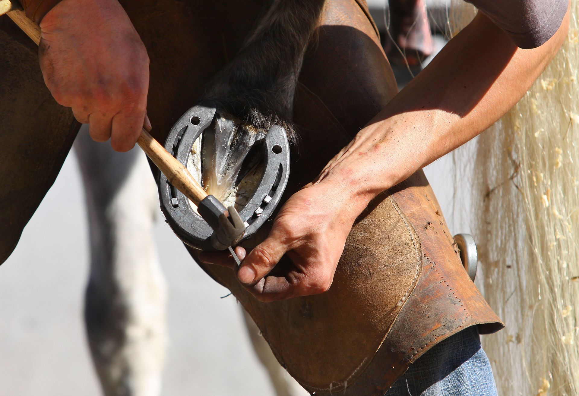 Horse Shoeing Canyon
