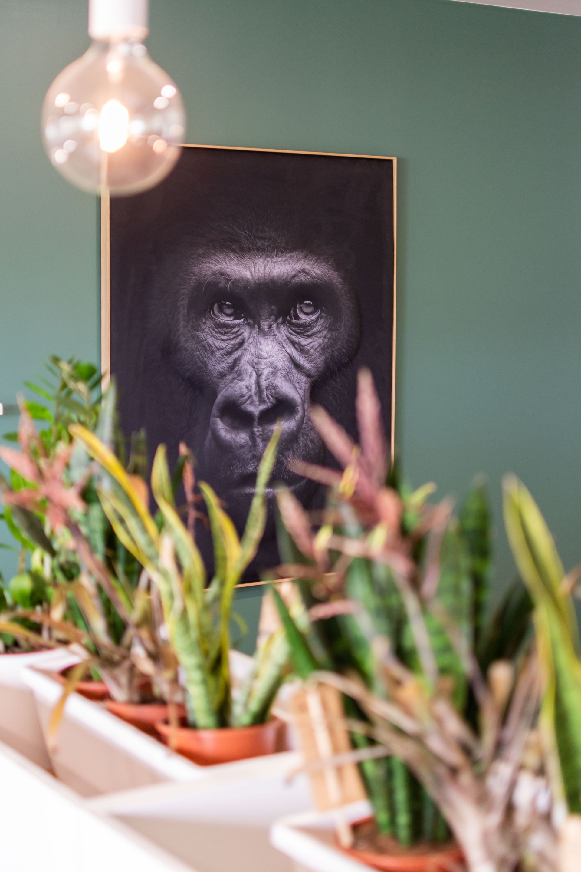 Un tableau représentant un gorille est accroché sur un mur à côté de plantes en pot.