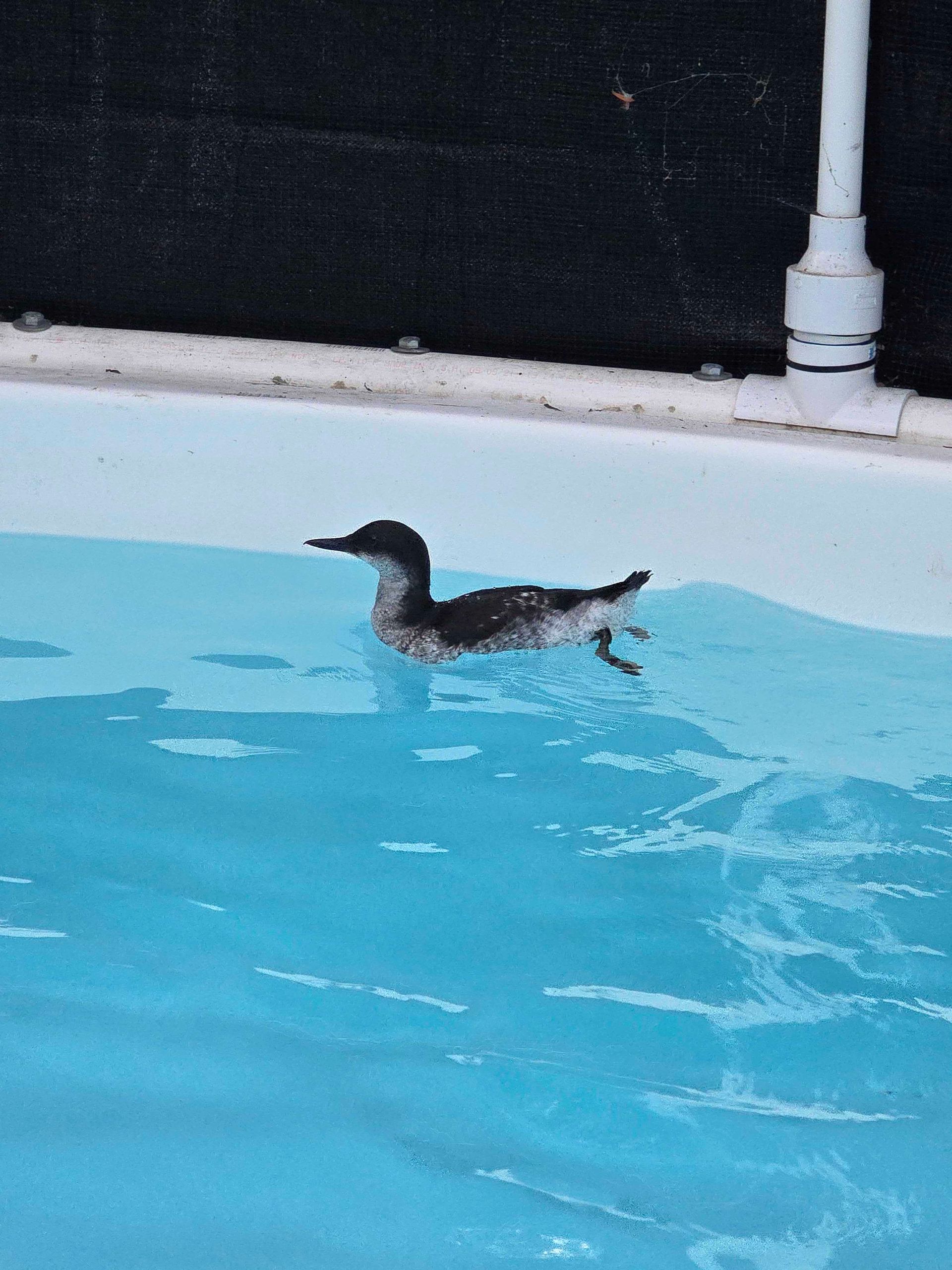 A person is feeding a small squirrel with a syringe.