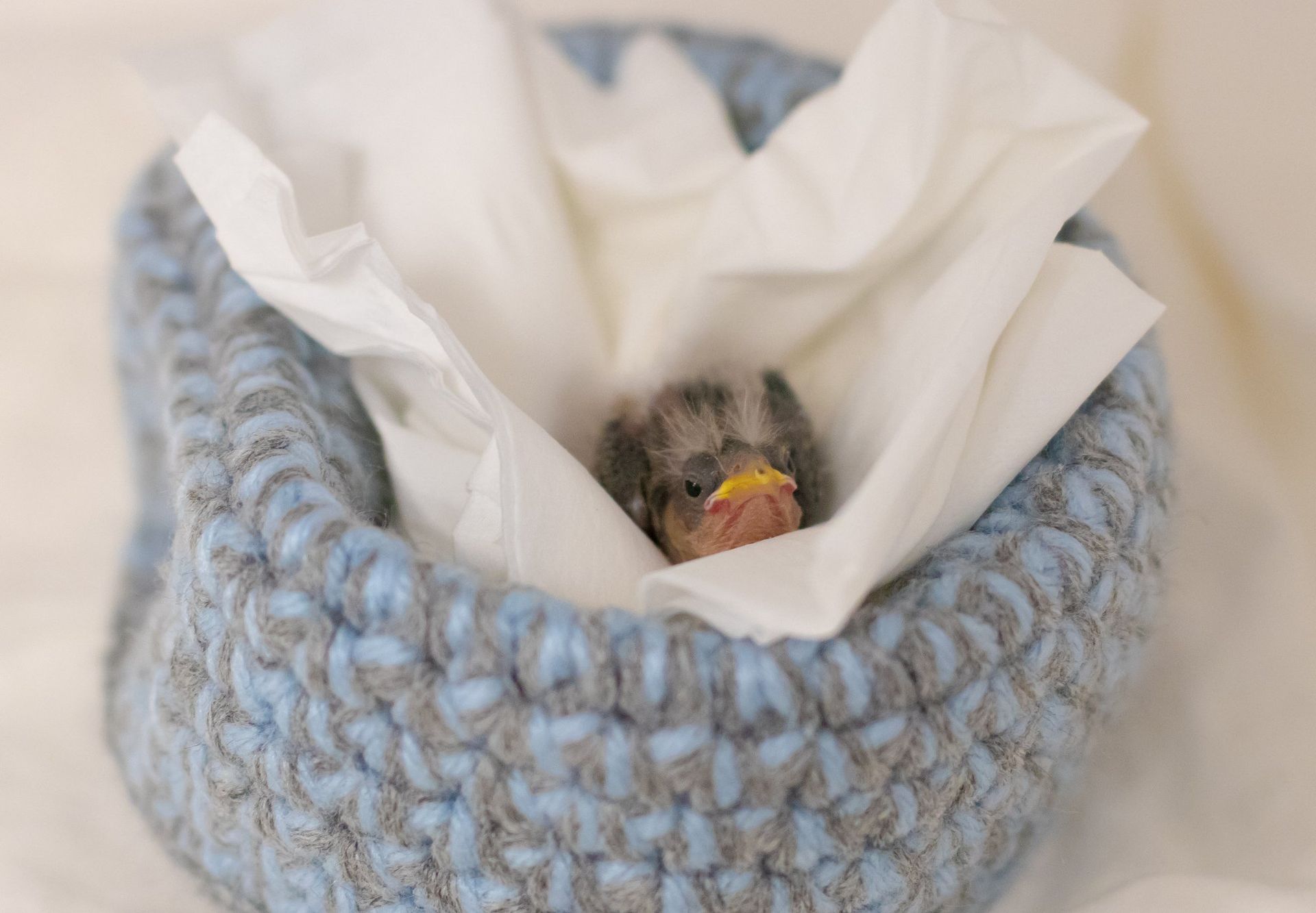 A small bird is sitting in a blue basket covered in tissue paper at SBWCN