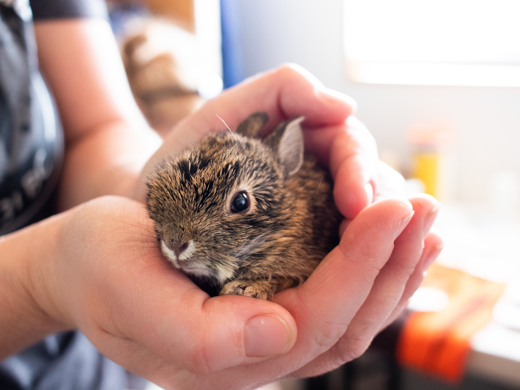 A person is holding a small rabbit in their hands at SBWCN