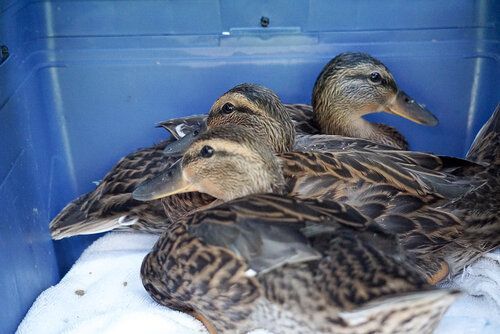 A group of ducks are sitting in a blue box.