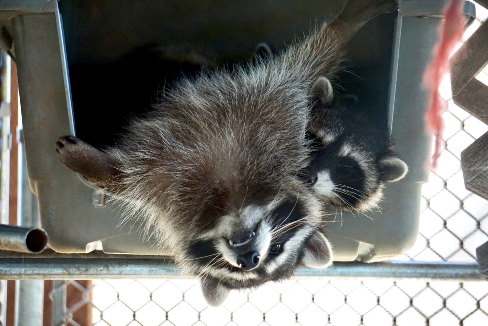 Two raccoons are laying on top of each other in a cage at SBWCN