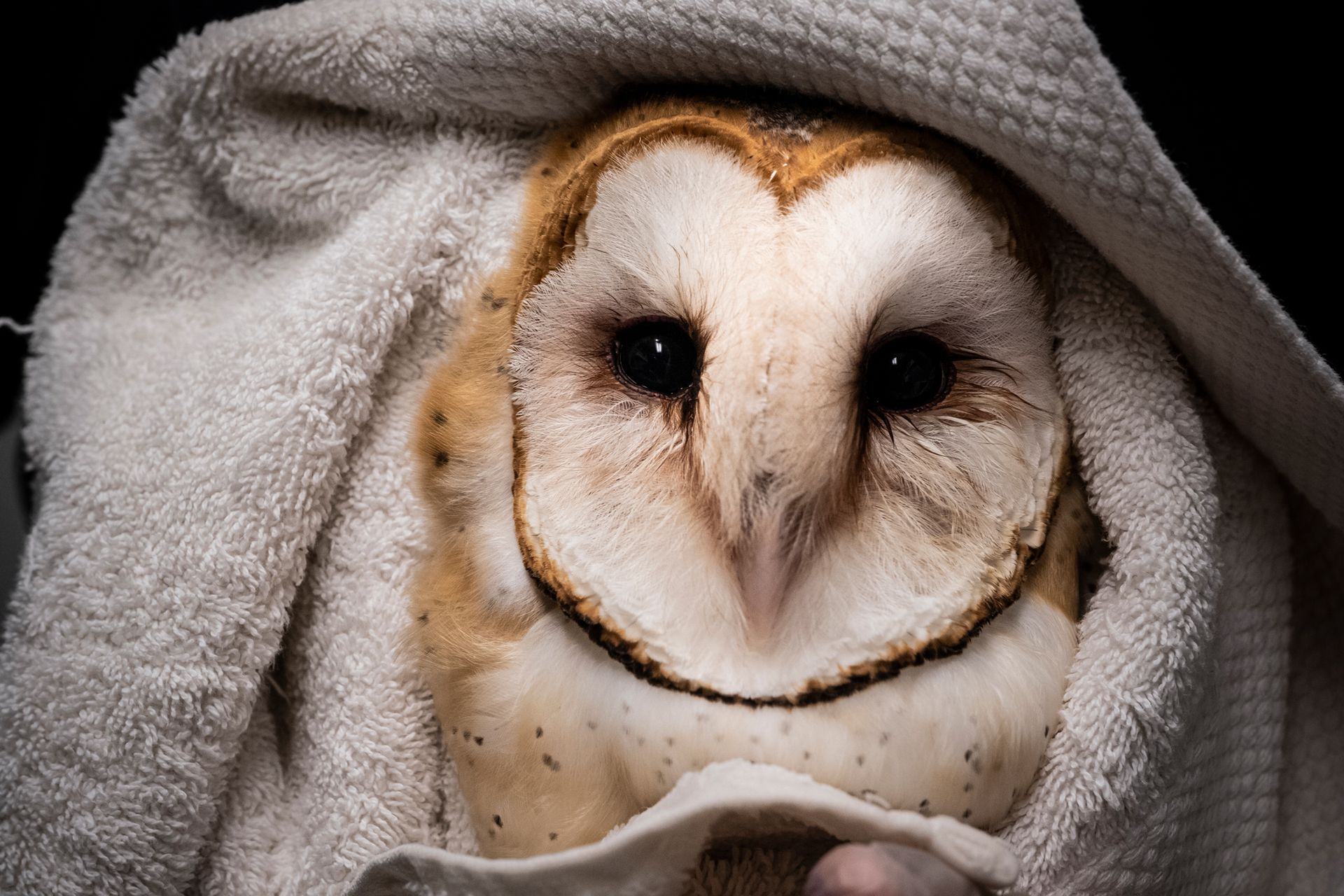 A barn owl is wrapped in a white towel and smiling.