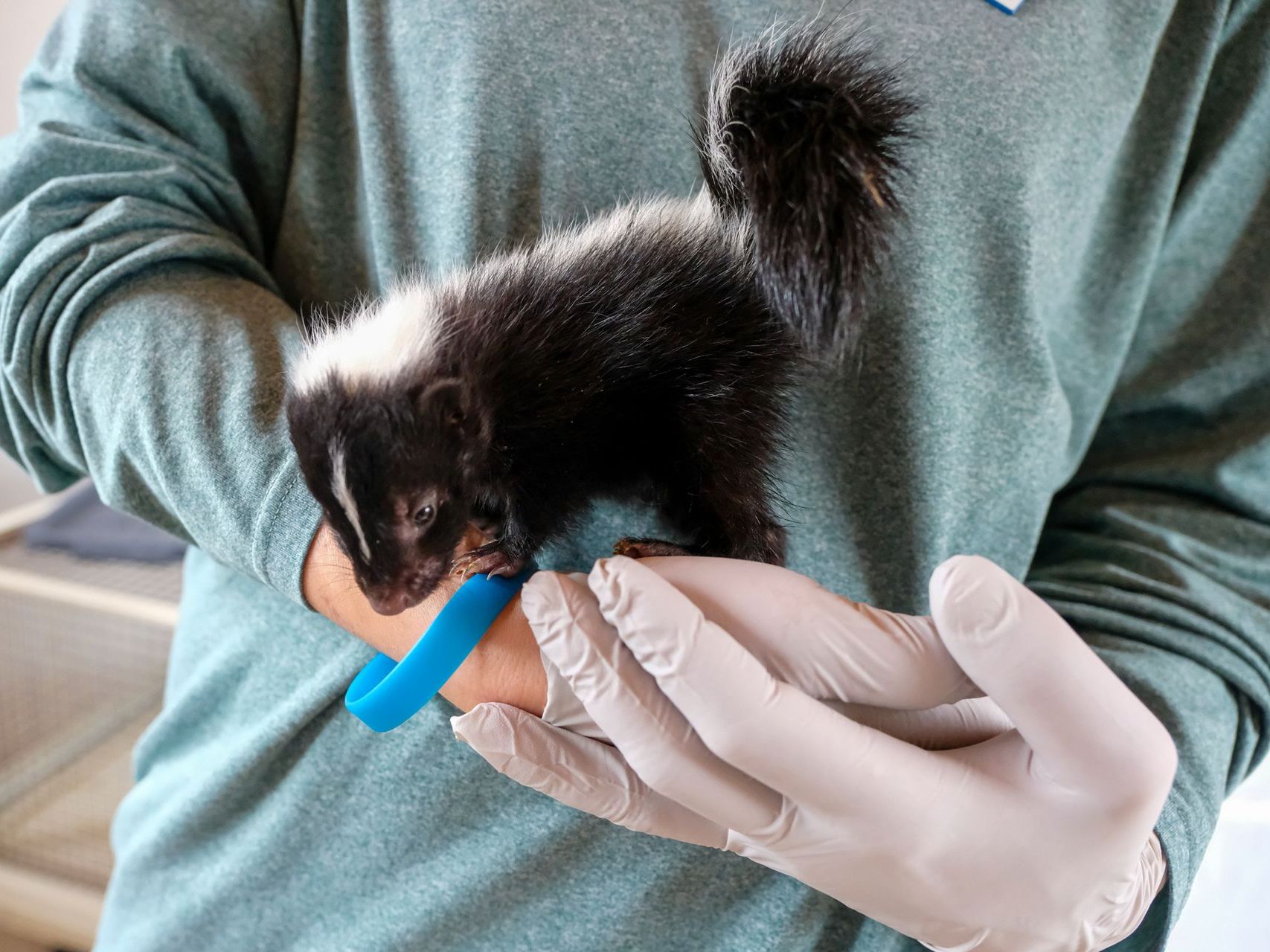A person wearing gloves is holding a small black and white skunk