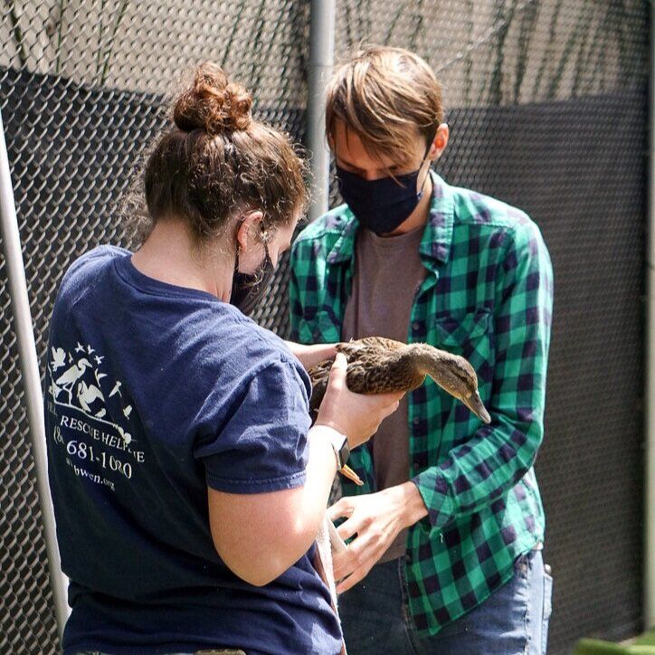 A man and a woman wearing face masks are holding a duck.