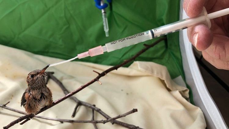 A person is feeding a hummingbird with a syringe