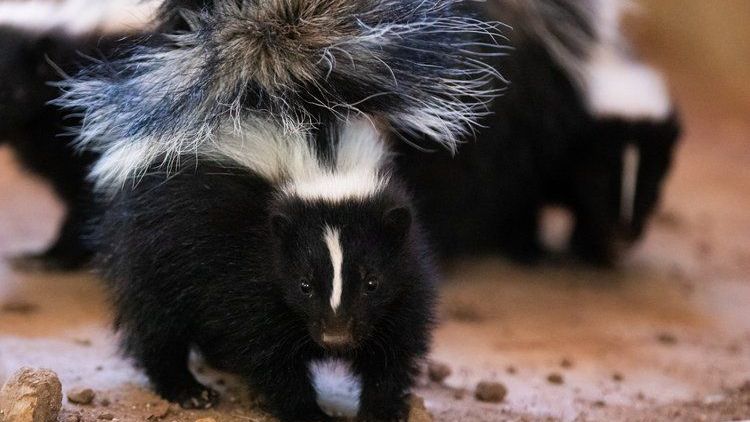 A black and white skunk is walking on the ground.