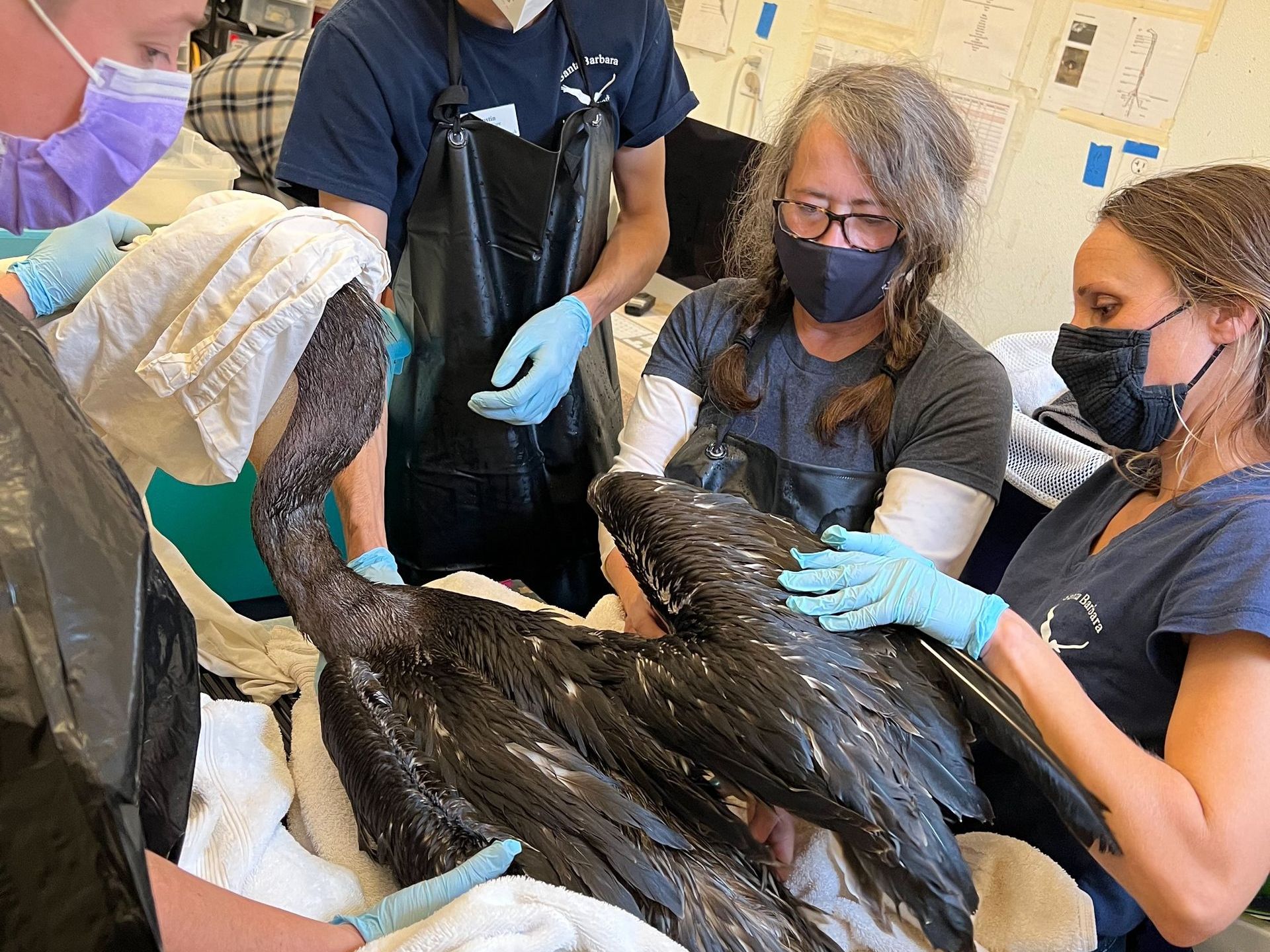 A group of people are standing around a large black bird covered in oil at SBWCN