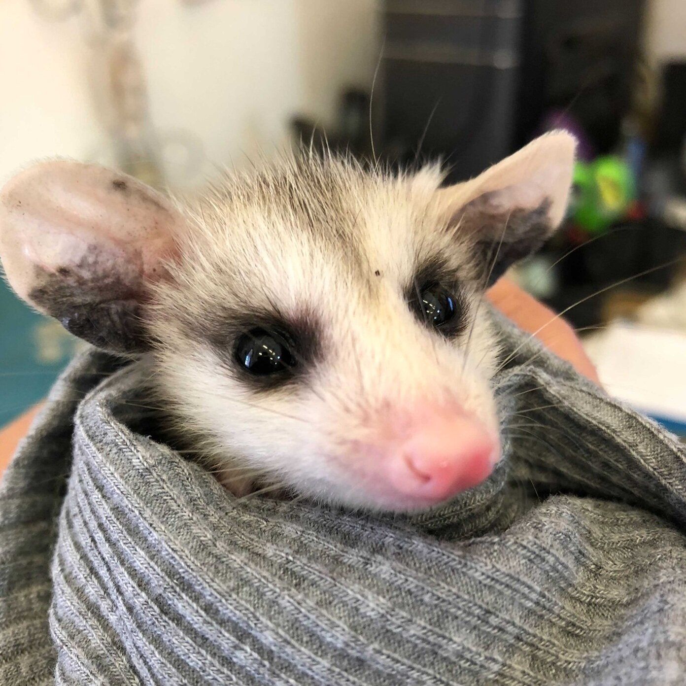 A person is holding a small opossum wrapped in a sweater at SBWCN