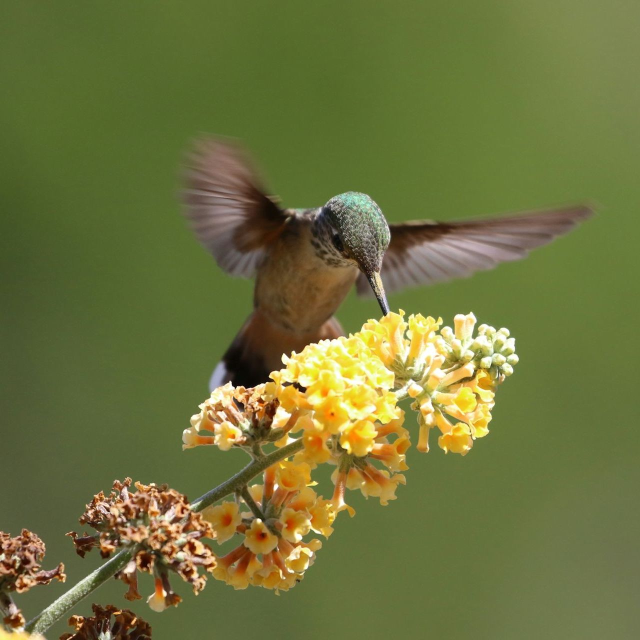 A hummingbird is perched on a yellow flower