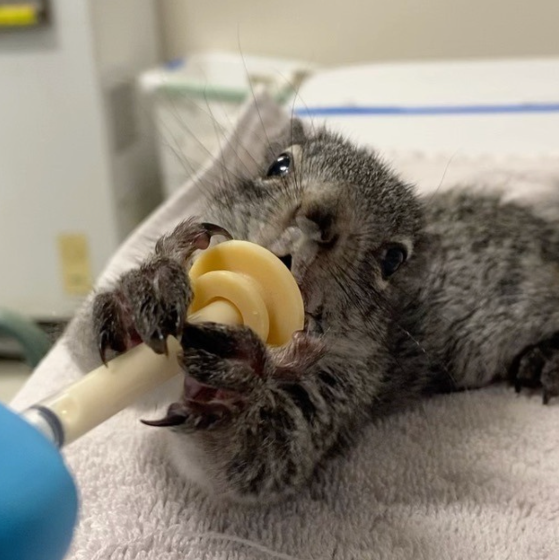 A grey squirrel suckles on a feeding syringe.