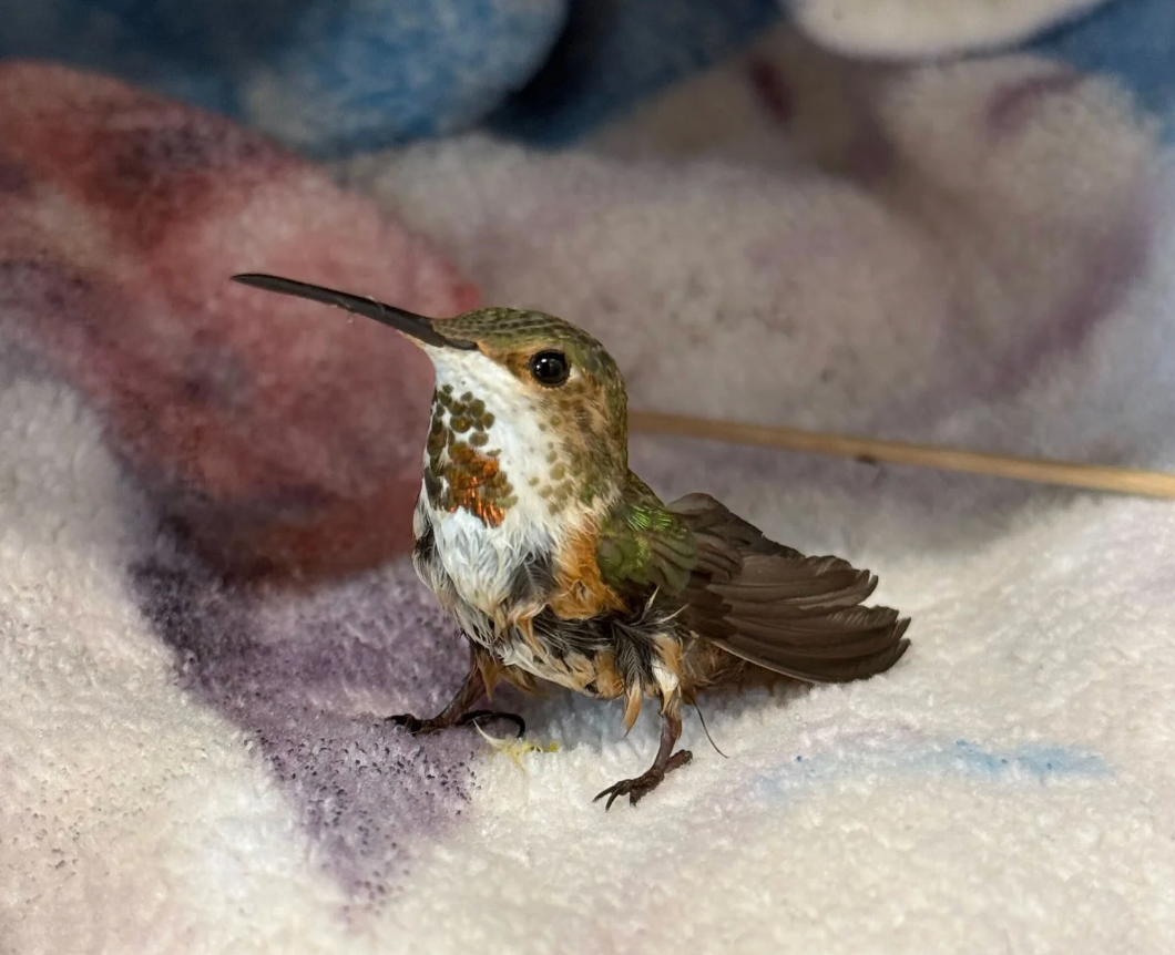 A baby allen's hummingbird stands akimbo