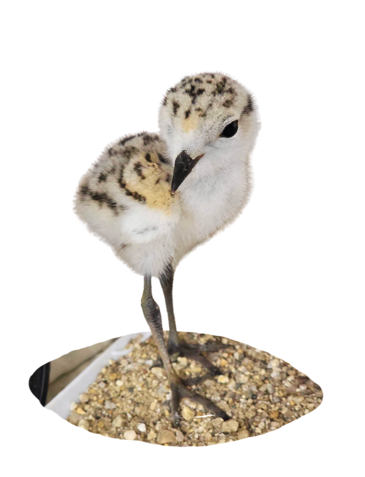 snowy plover chick