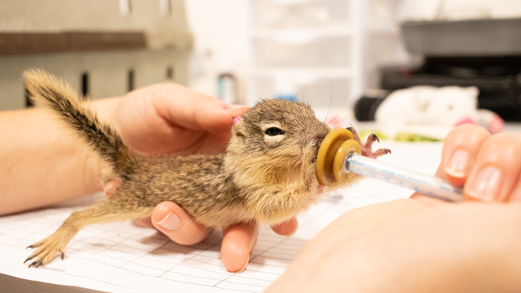 A person is feeding a small squirrel with a syringe.