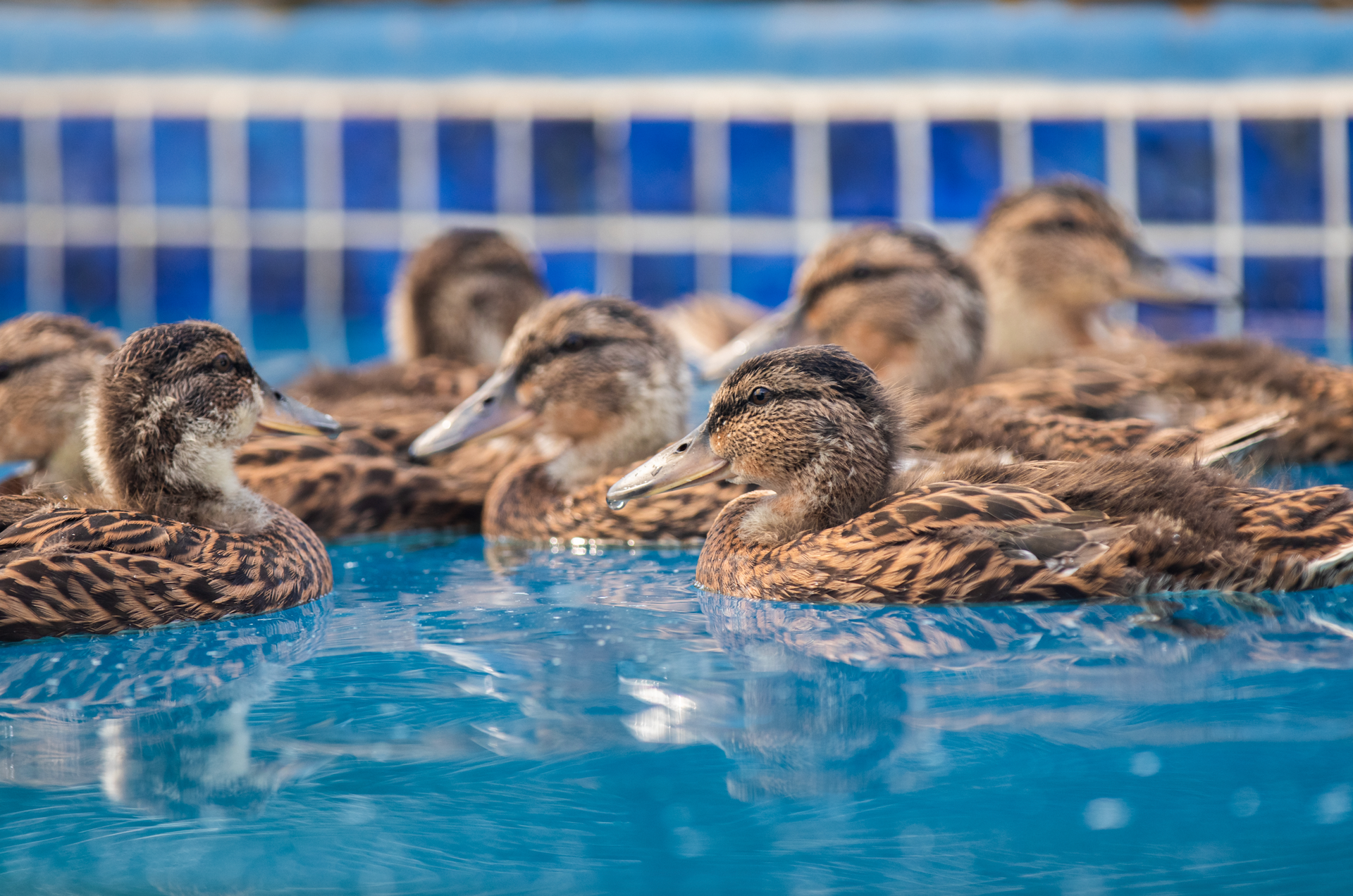 A group of ducks are swimming in a pool at SBWCN