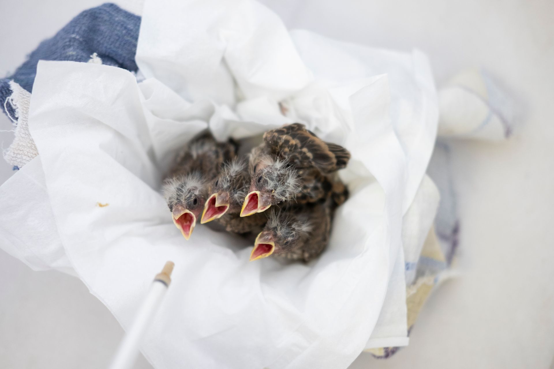 Three baby birds are sitting on a piece of paper at SBWCN