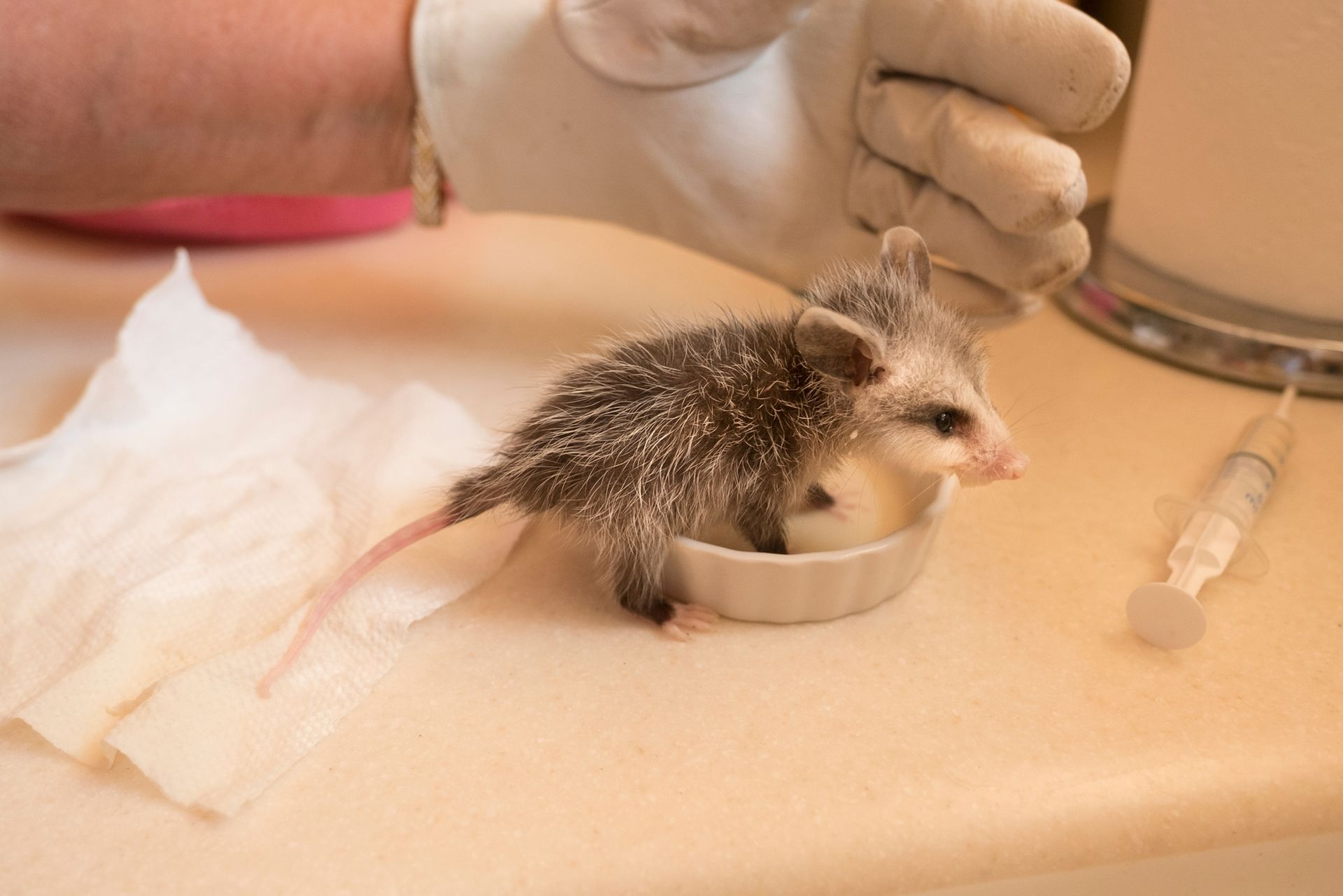 A person is feeding an opossum from a bowl on a counter.