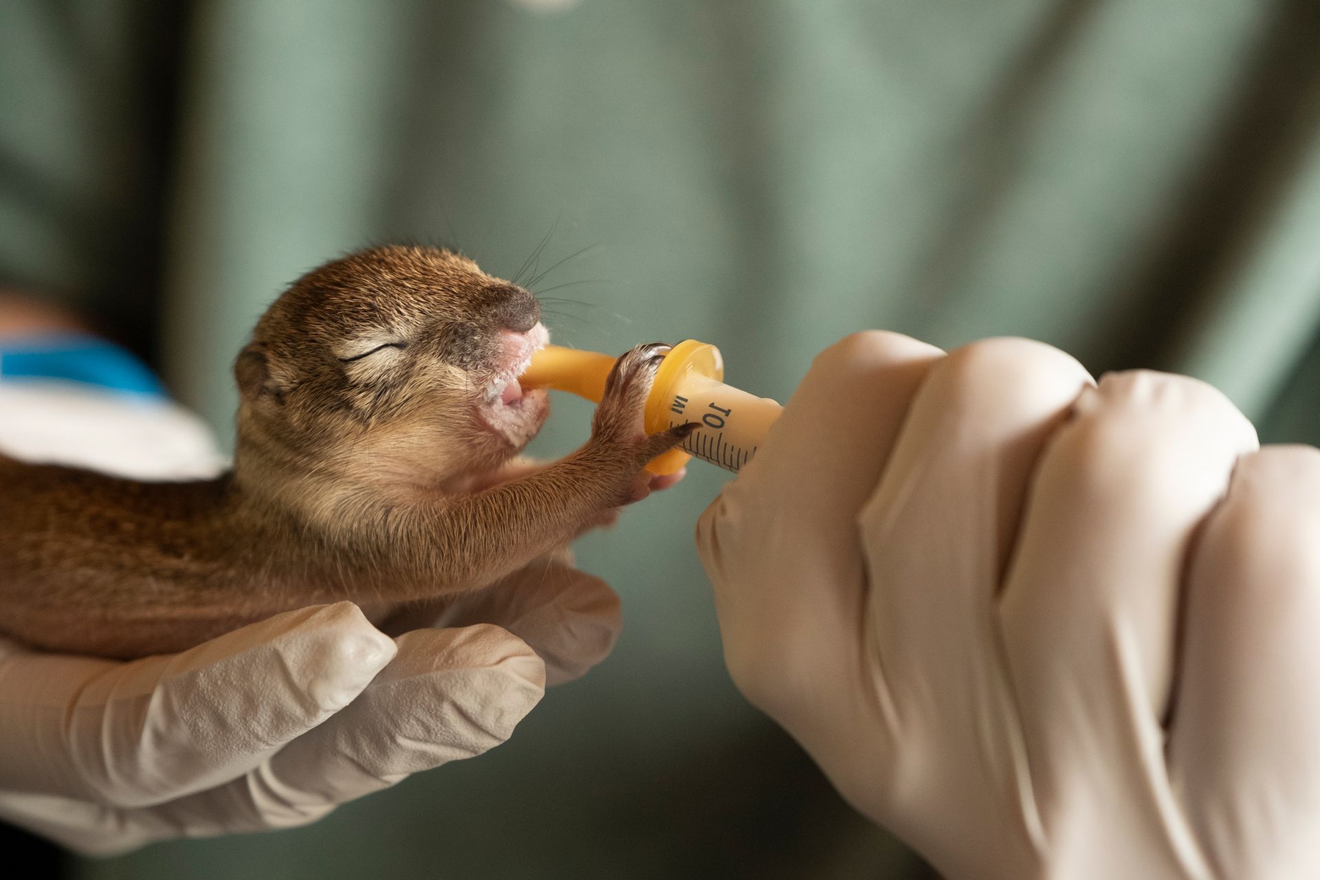 A person is feeding a baby squirrel from a bottle.