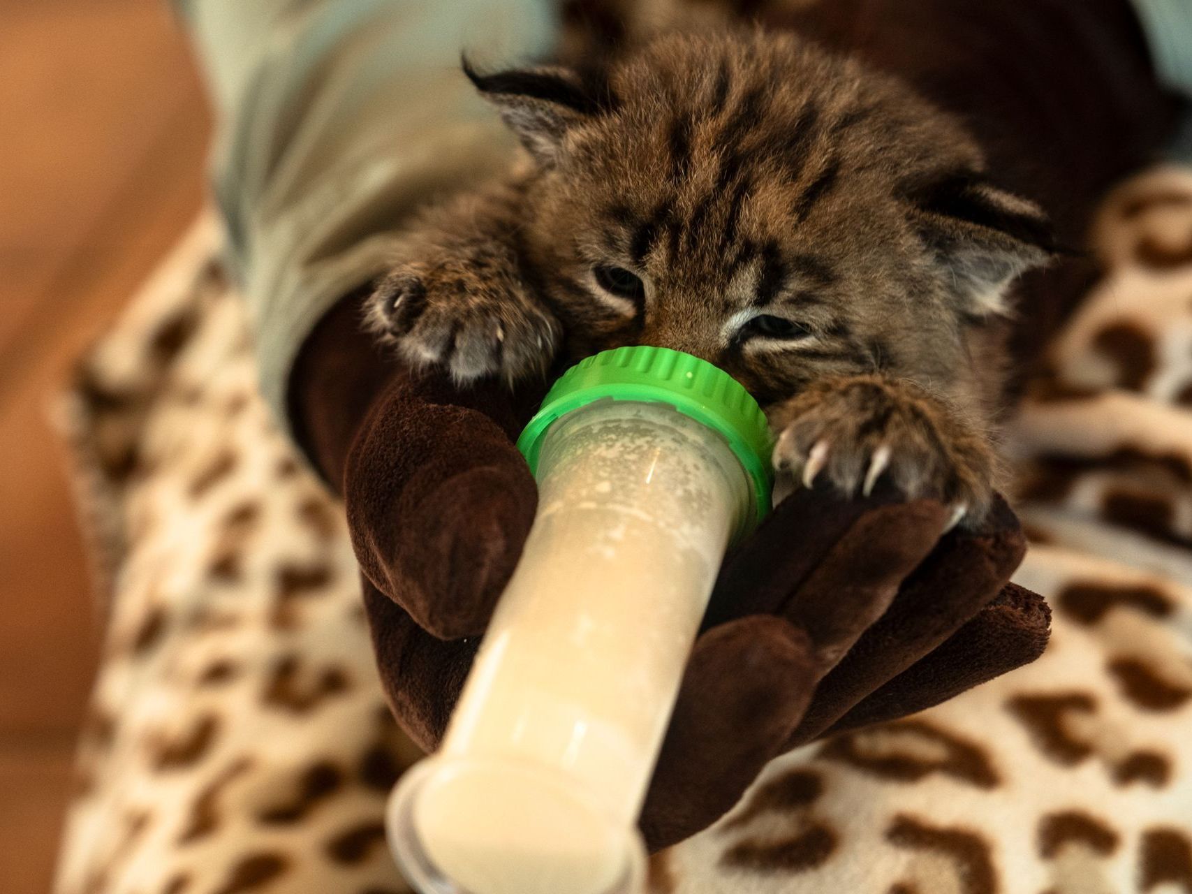 A person is feeding a baby cat from a bottle at SBWCN