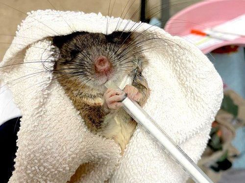A mouse is wrapped in a towel and holding a pencil in its mouth.