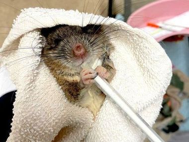 A mouse is holding a pencil in its mouth while wrapped in a towel at SBWCN
