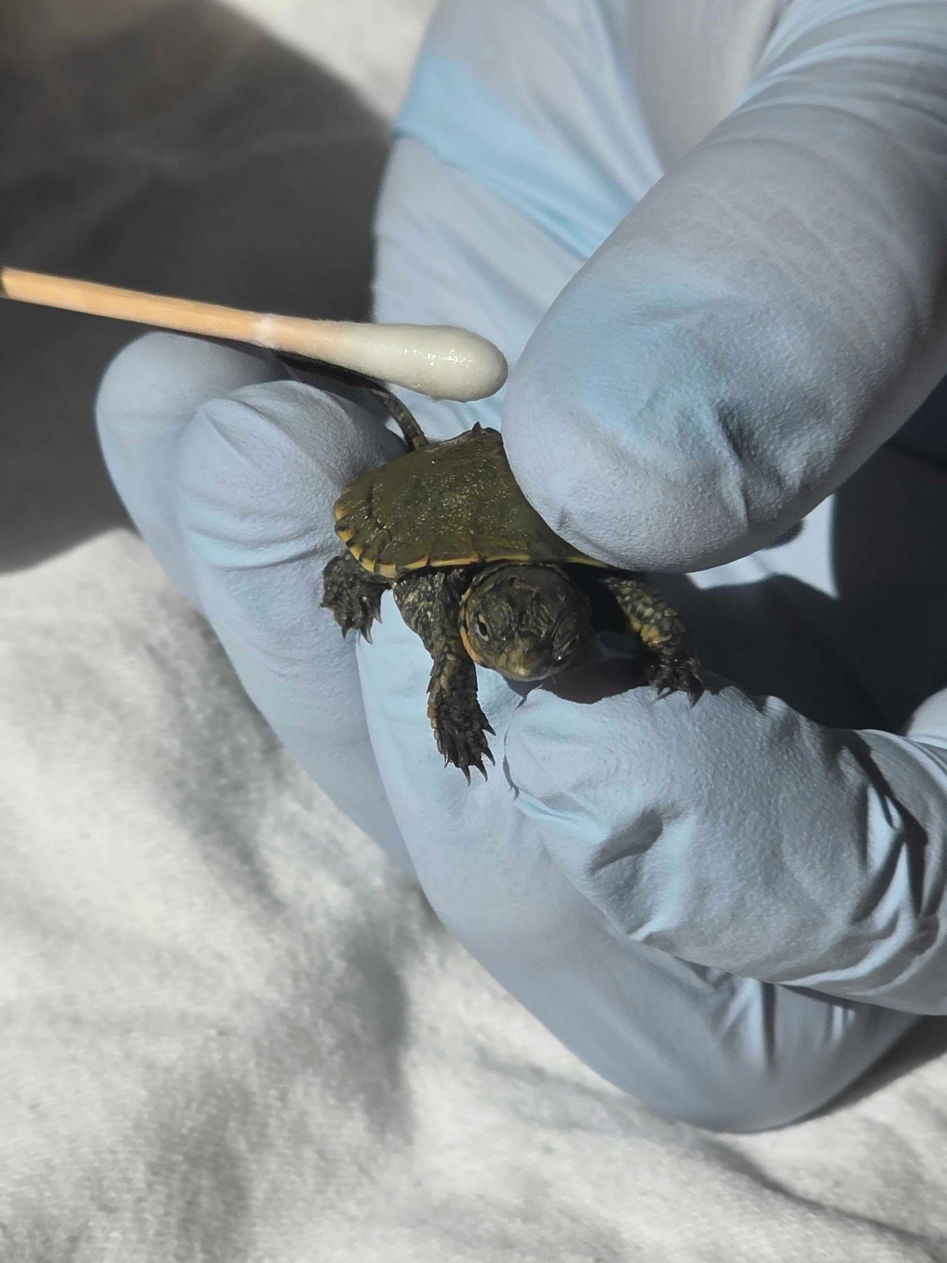 A baby southern pond turtle gets washed by a q-tip.