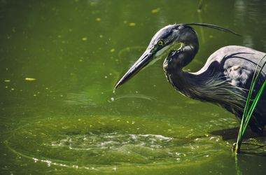 A great blue heron is drinking water from a pond at SBWCN